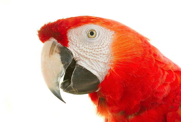 Portrait of a scarlet macaw stock photo