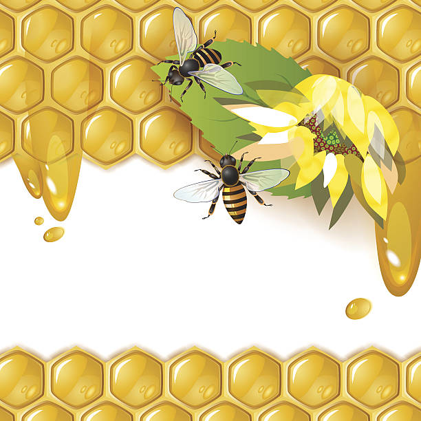 honig-bienen auf honeycomb - bee flower backgrounds golden sunflower stock-grafiken, -clipart, -cartoons und -symbole