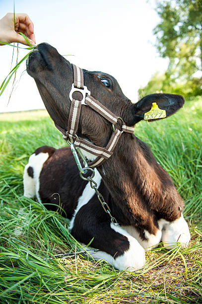 istock calves in the meadow race hf 450234427