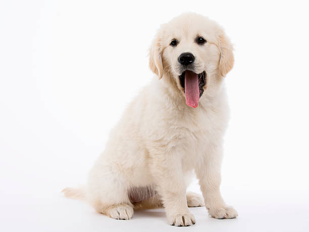 istock Golden retriever cream puppy 450235269