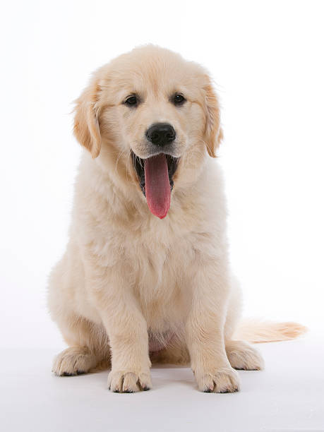 istock Golden retriever cream puppy 450235549