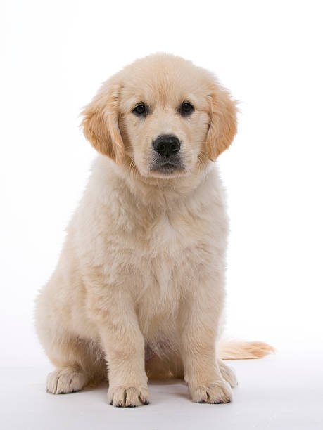 istock Golden retriever cream puppy 450235553