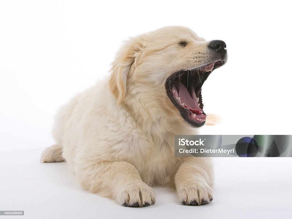 Gähnen süße Golden retriever Welpen in Creme - Lizenzfrei Hund Stock-Foto