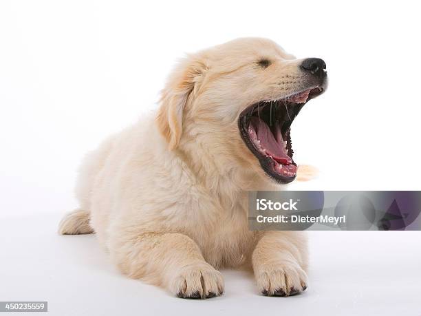 Gähnen Süße Golden Retriever Welpen In Creme Stockfoto und mehr Bilder von Hund - Hund, Bellen, Freisteller – Neutraler Hintergrund