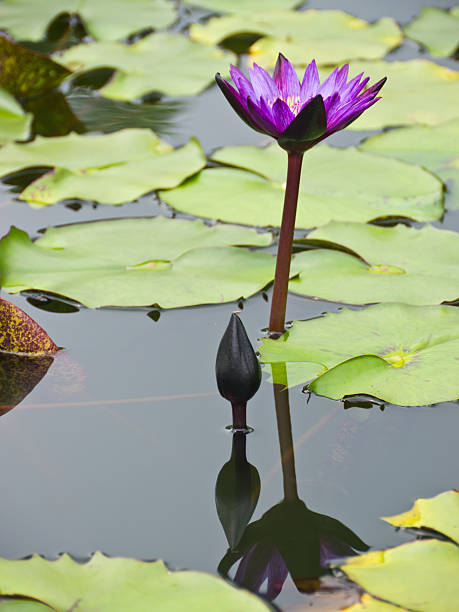 istock Purple-red water lily 450237333
