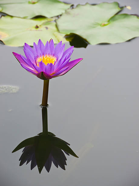 istock Purple-red water lily 450237383