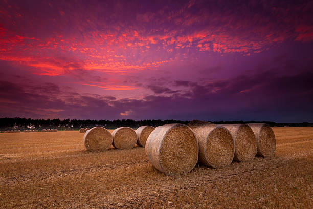 istock Crimson skies and  hay bales 450240935