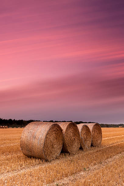 istock Four hay bales and pink sky 450241135
