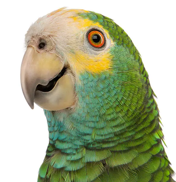 Photo of Close-up of Yellow-shouldered Amazon, Amazona barbadensis