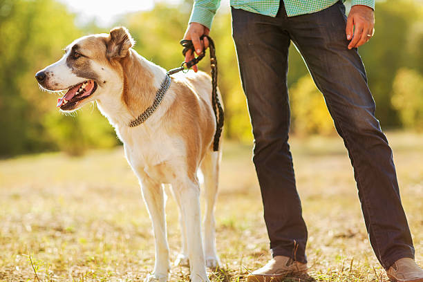 istock Man and central Asian shepherd walk in the park. 450241747