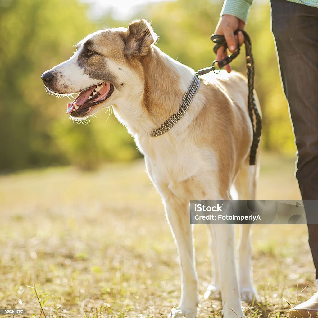 Man and central Asian shepherd walk in the park. Man and central Asian shepherd walk in the park. He keeps the dog on the leash. Activity Stock Photo