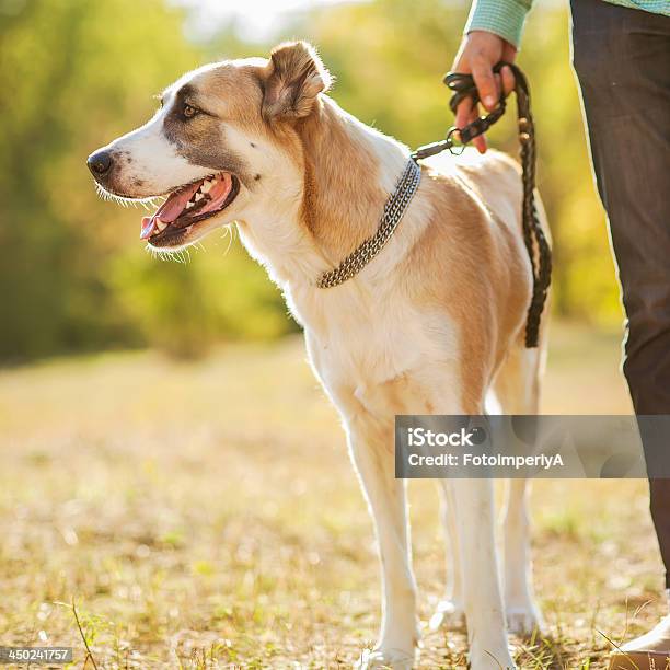 Man And Central Asian Shepherd Walk In The Park Stock Photo - Download Image Now - Activity, Adult, Affectionate