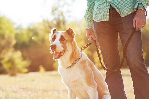 istock Man and central Asian shepherd walk in the park. 450241847