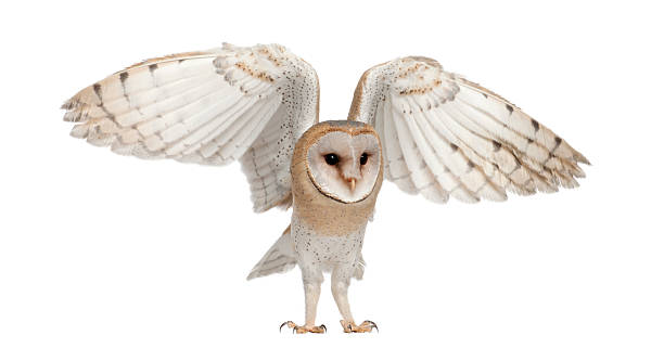 istock Barn Owl, Tyto alba, 4 months old 450241907