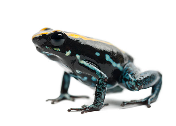 istock Golfodulcean Poison Frog, Phyllobates vittatus 450241937
