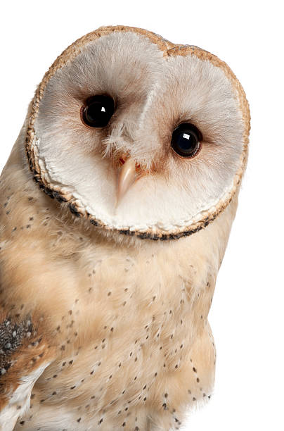 Barn Owl, Tyto alba, 4 months old