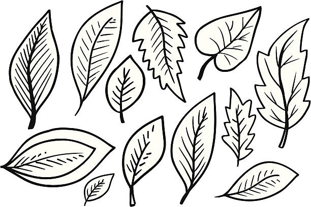 Doodle Autumn Fall Leaves vector art illustration