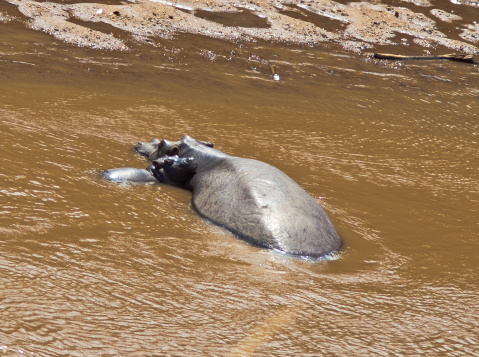 Hippo with her baby asleep in the water close to the shore
