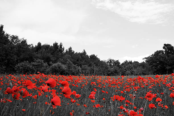 campo de papaveráceas - field poppy single flower flower imagens e fotografias de stock