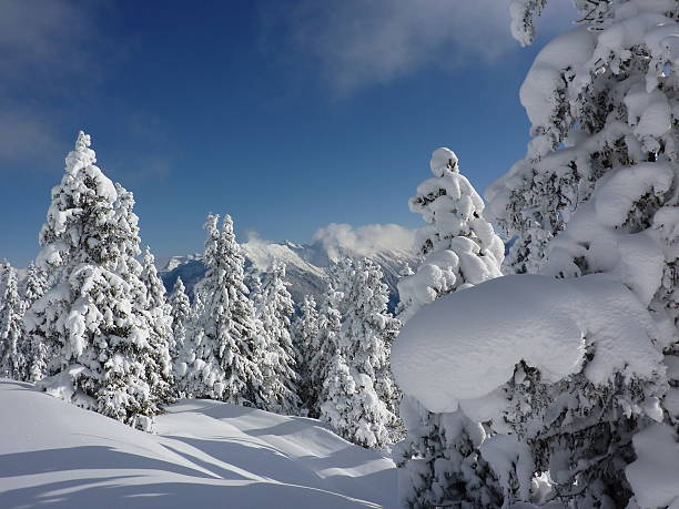 istock Christmas trees in winter landscape 450249567