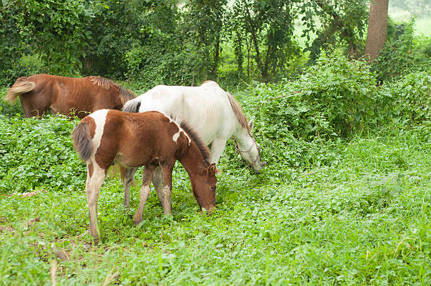 istock horses in garden 450249973