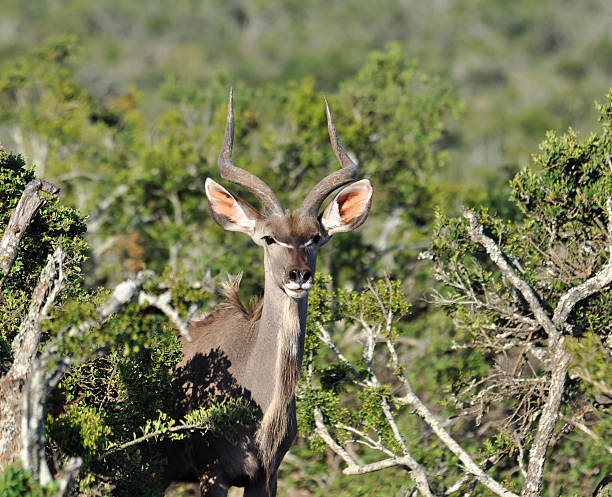 kudu antilopi - addo elephant national park foto e immagini stock