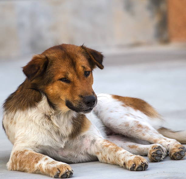 istock Homeless dogs on the road 450250617