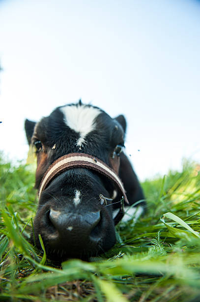 istock calves in the meadow race hf 450251441