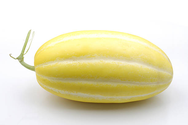 Melon stock photo