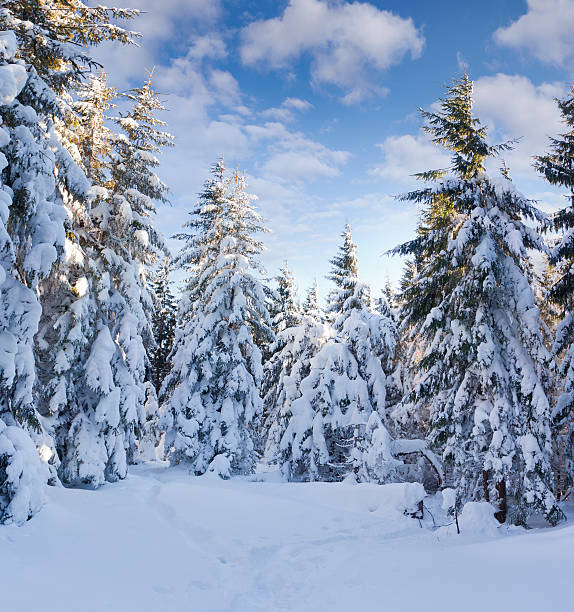 istock Trees covered with hoarfrost and snow in mountains 450252681