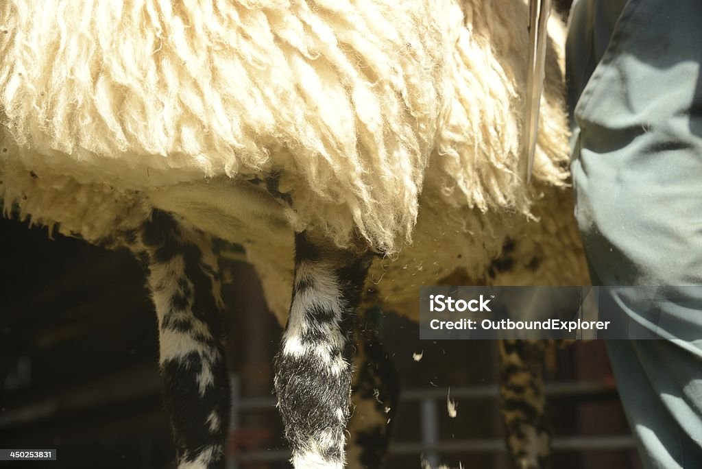 Sheep shearing up-close Close-up of sheep shearing by hand. Agricultural Activity Stock Photo