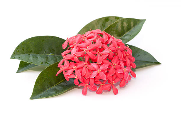istock Ixora flower isolated on the white background 450254993