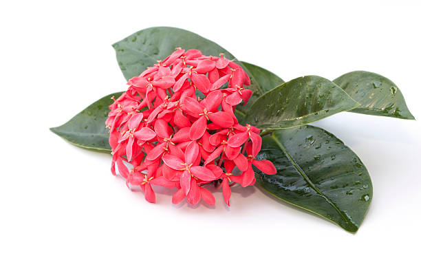 istock Ixora flower isolated on the white background 450254997