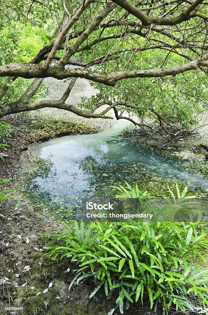 mangrove forest - Lizenzfrei Abenteuer Stock-Foto