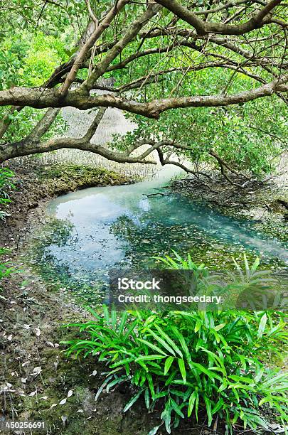 Photo libre de droit de Forêt De Mangrove banque d'images et plus d'images libres de droit de Arbre - Arbre, Asie, Asie du Sud-Est