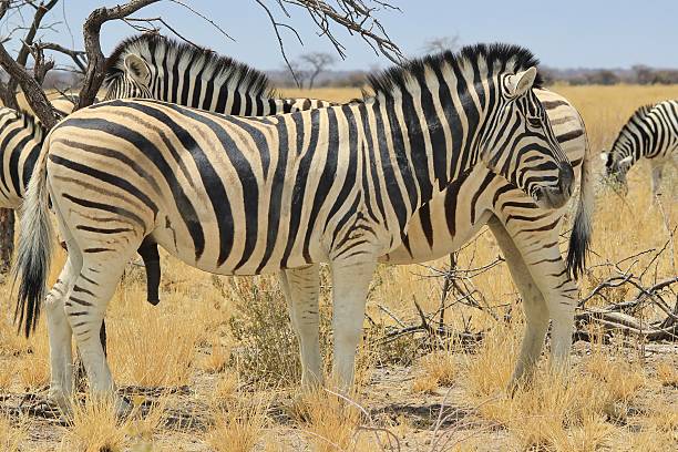 istock Zebra Stallion - Wildlife Background from Africa 450259779