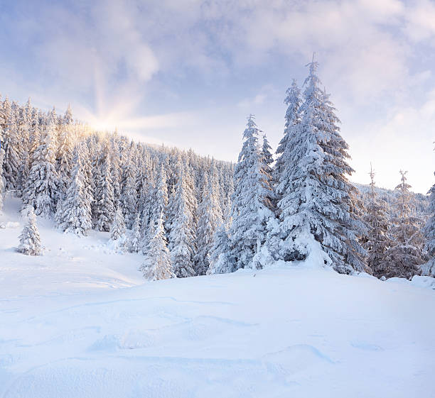 istock Trees covered with hoarfrost and snow in mountains 450260077