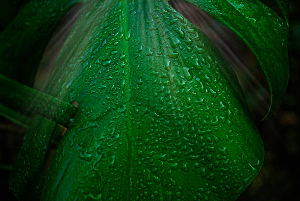 water drop on leaf - feuchtigkeit fotografías e imágenes de stock