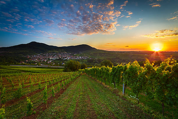 vignobles dans le lever de soleil coloré dans palatinat, en allemagne - sunlit grapes photos et images de collection