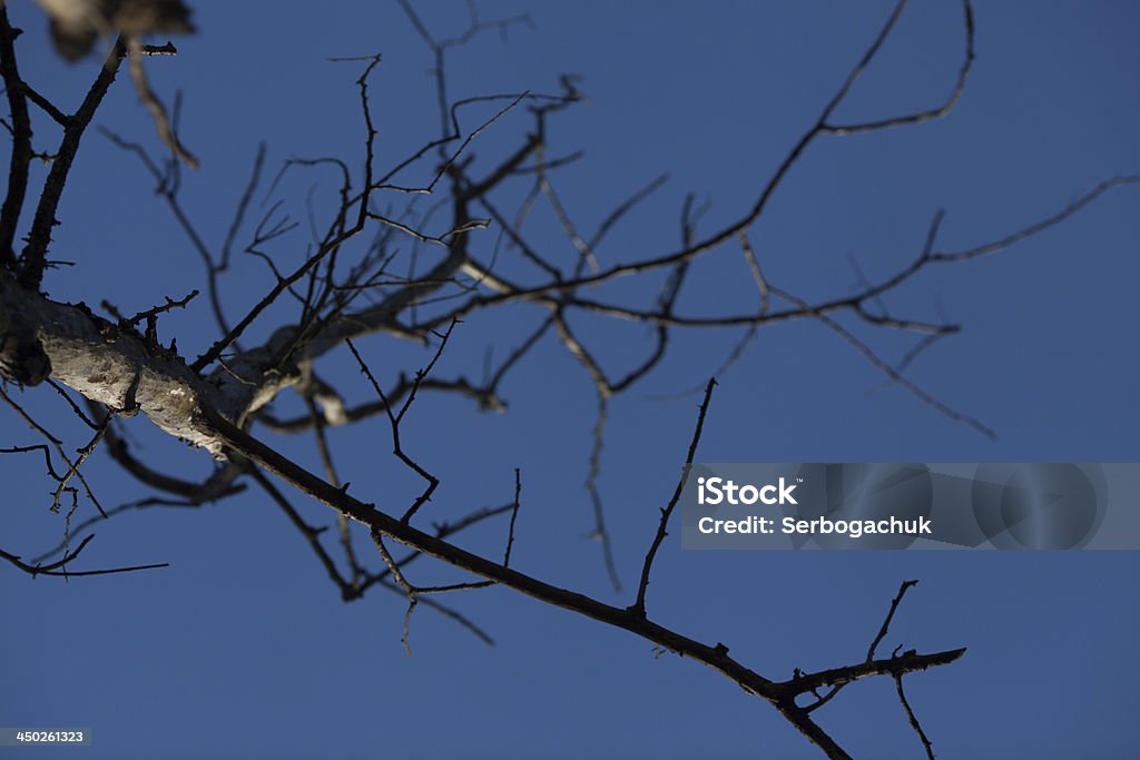 Голое дерево - Стоковые фото No - английское слово роялти-фри