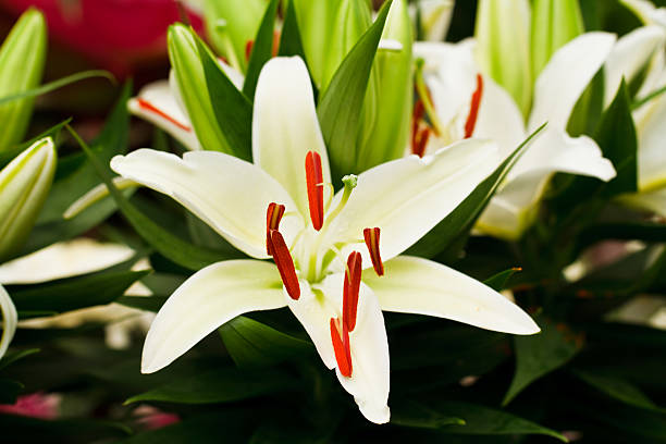 istock Beautiful white lily flowers 450262783