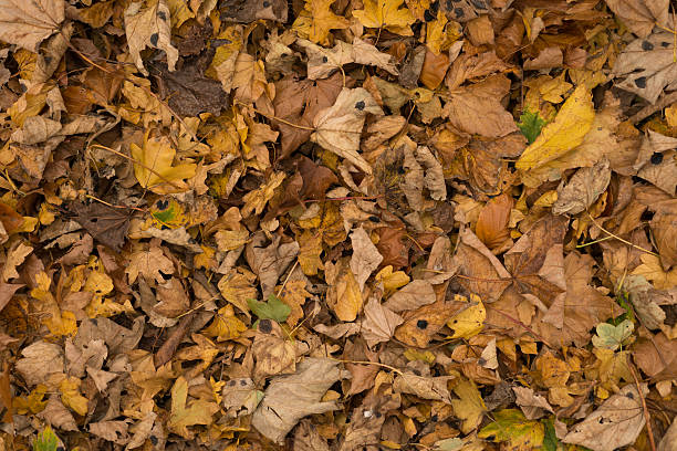 istock Autumn Leaves on the ground 450263283