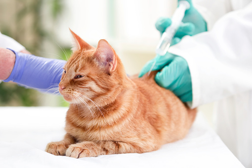 Veterinario que inyección de la dosis de insulina para un gato photo