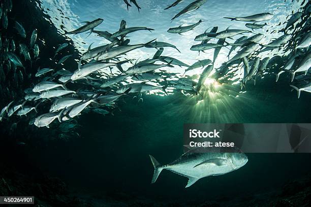 El Sol Foto de stock y más banco de imágenes de Agresión - Agresión, Alimentar, Animales cazando