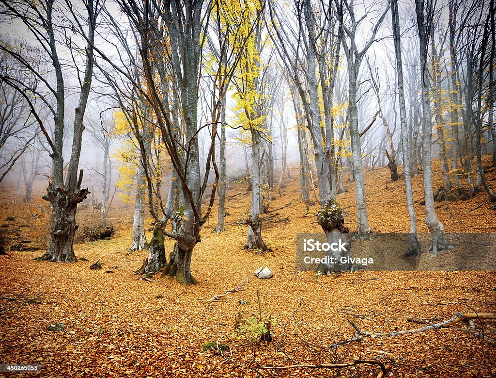 Фея Осенний лес - Стоковые фото Абстрактный роялти-фри