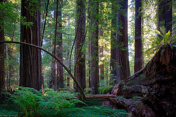 istock Tranquility in the Californian Redwoods 450265207