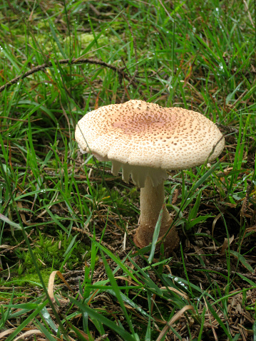 The wild mushroom in nature