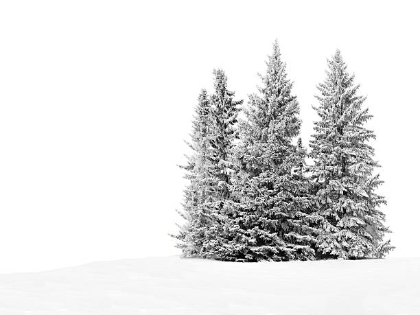 Group of frosty spruce trees in snow isolated on white