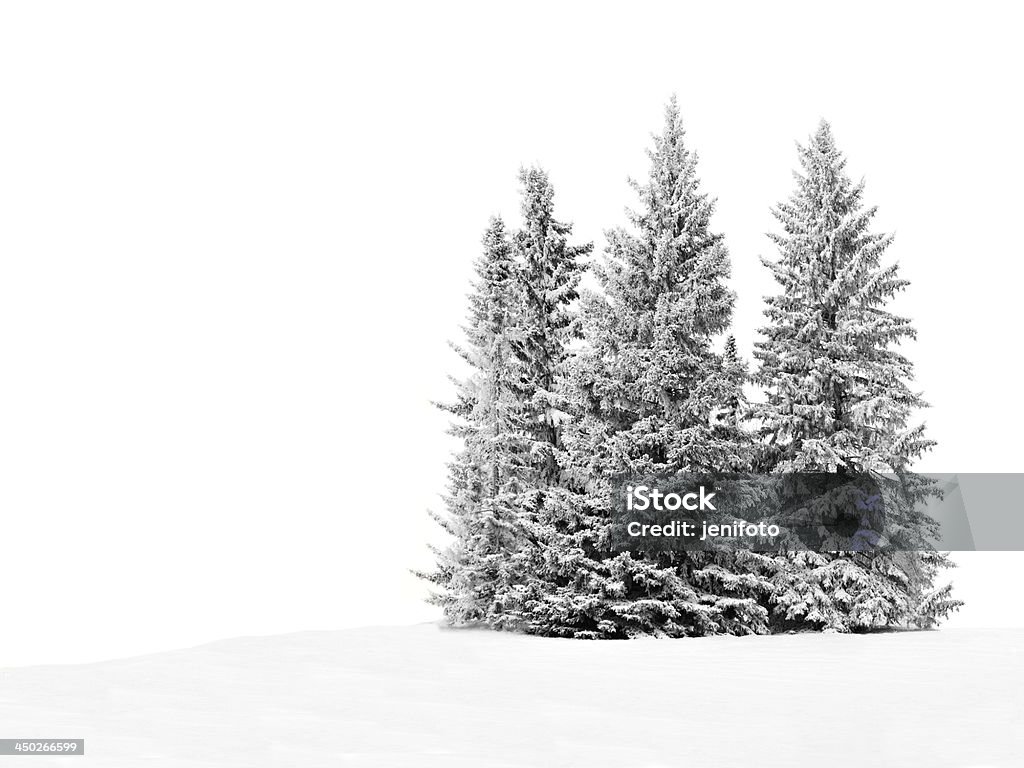 Group of frosty trees in snow over white Group of frosty spruce trees in snow isolated on white Snow Stock Photo
