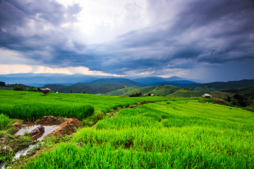 Paddy Green sunset view Beautiful Chiang Mai Northern Thailand